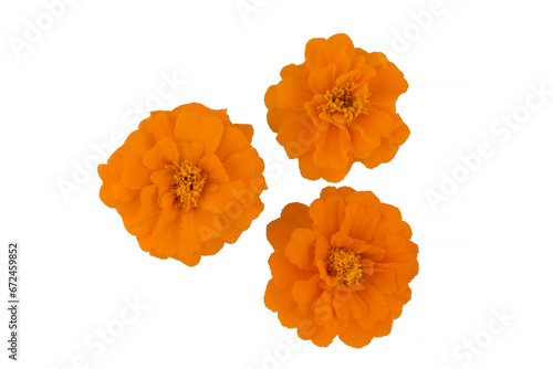 Marigold flower isolated on white, Latin name Tagetes