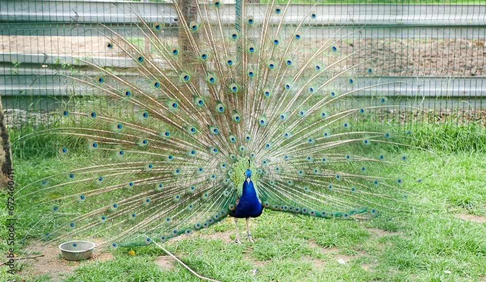 Obraz premium Beautiful blue peacock displaying its vibrant feathers in an outdoor enclosure