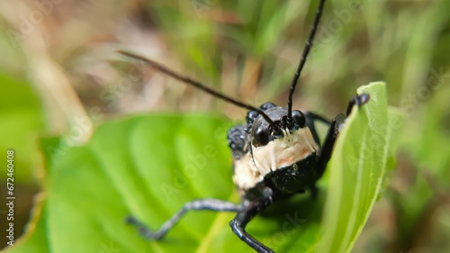 Closeup shot of a grasshopper head