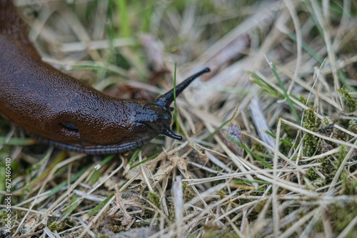 Closeup shot of a slimy slug in the garden