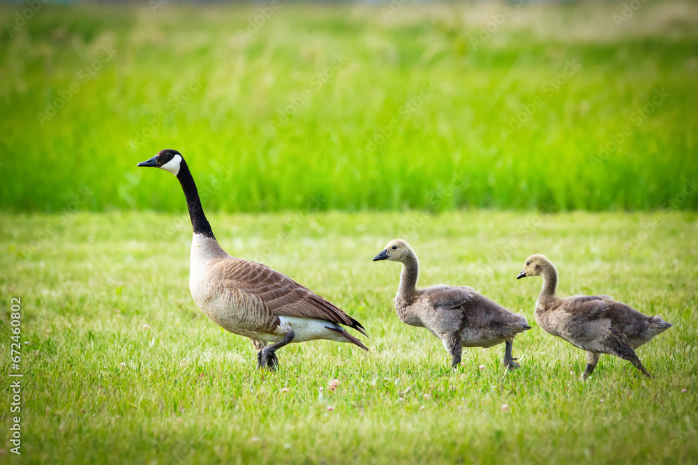 Juvenile Canada geese with mom are walking in the lawn in summer. Juvenile Canada geese with mom are walking in the lawn in summer.