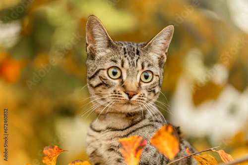 A young striped cat playing between foliage leaves in autumn outdoors