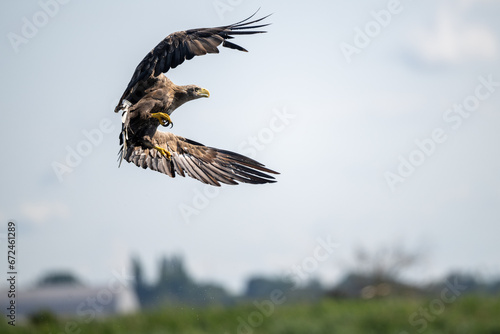 White-tailed eagle hunting for fish in the waters of the Szczecin Lagoon. Poland.