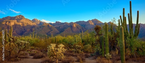Spectacular sunrise in Sabino Canyon, Tucson, AZ with Silver Cholla and Prickly Pear cacti photo