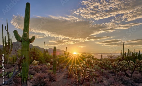 Spectacular sunrise in Sabino Canyon, Tucson, AZ with tall Saguaro cacti against the orange sky photo