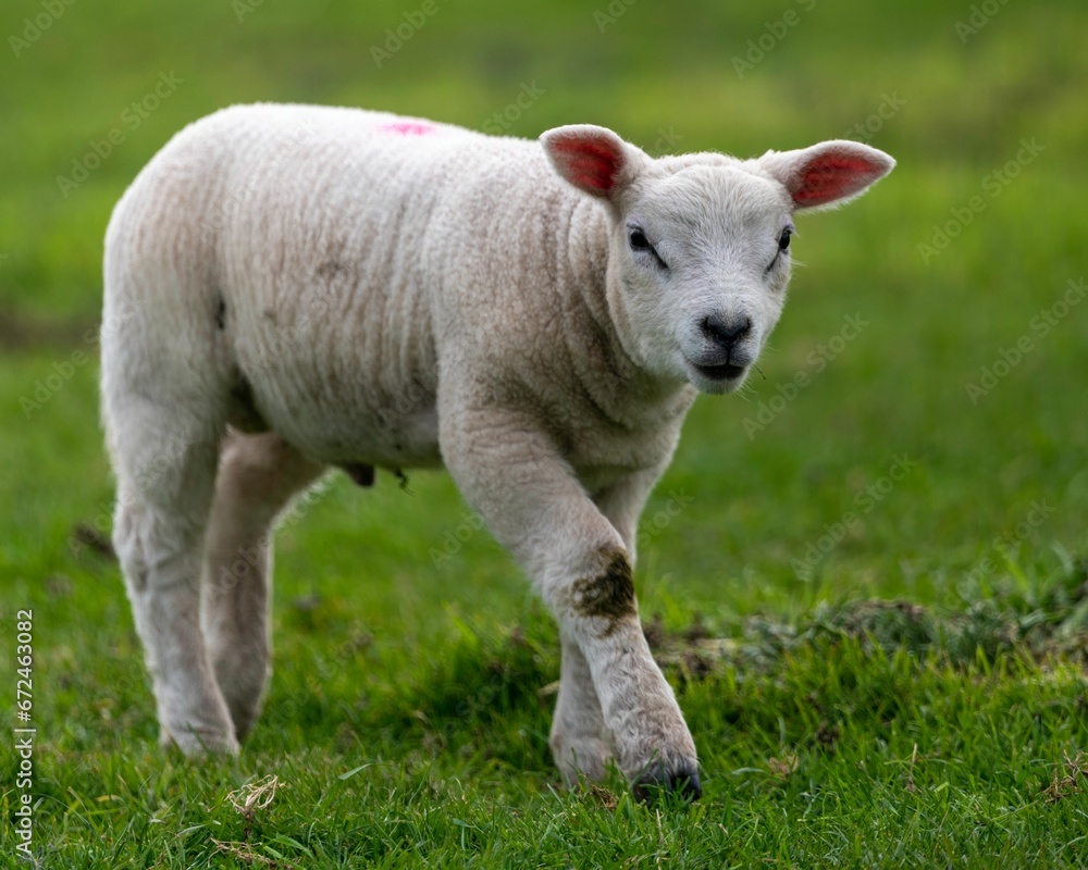 White lamb walking on a lush green grassy field in the bright sunshine of daytime White lamb walking on a lush green grassy field in the bright sunshine of daytime