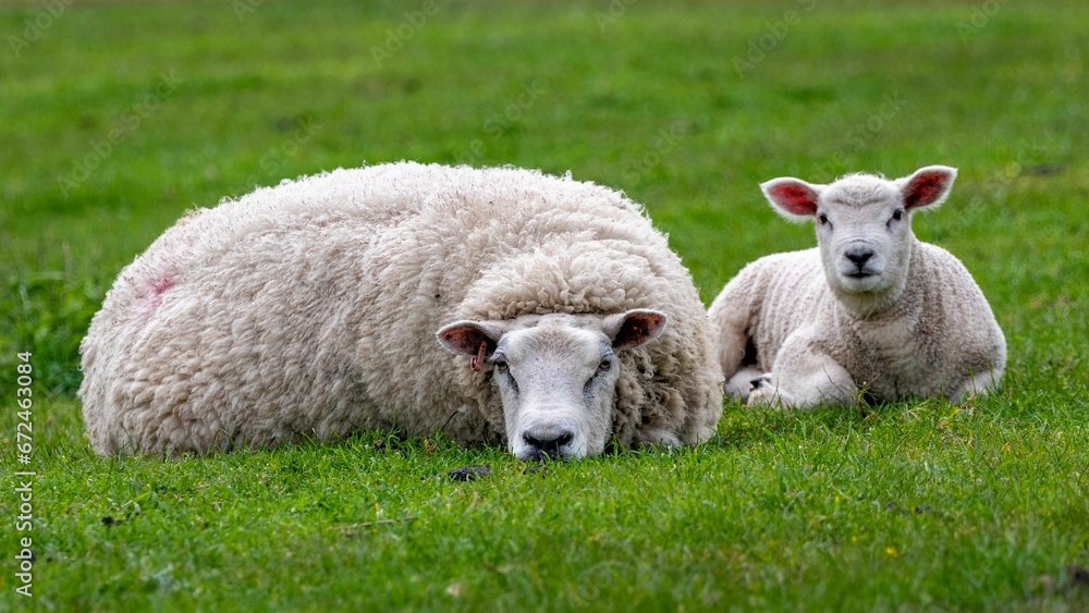Fototapeta premium White lambs lying on a grassy meadow, basking in the sun of a beautiful spring day