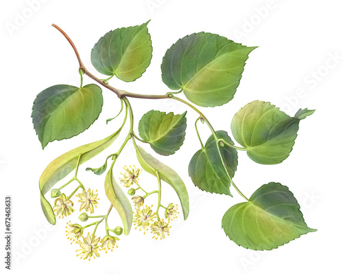 Linden Branch with Flowers Hand Drawn Pencil Illustration Isolated on White with Clipping Path