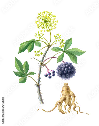 Eleuthero or Siberian Ginseng Hand Drawn Pencil Illustration Isolated on White with Clipping Path