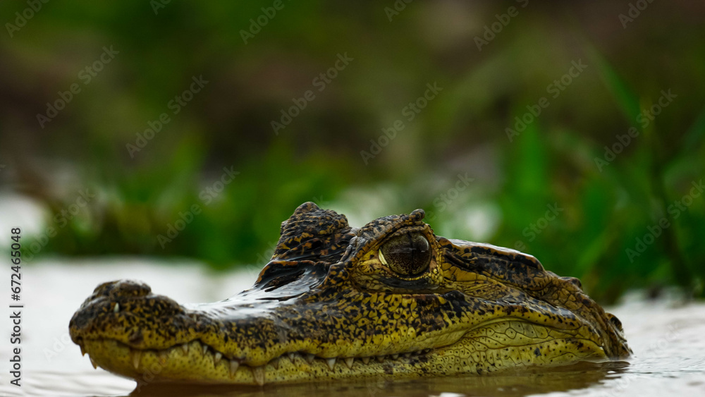 Fototapeta premium alligator in the everglades