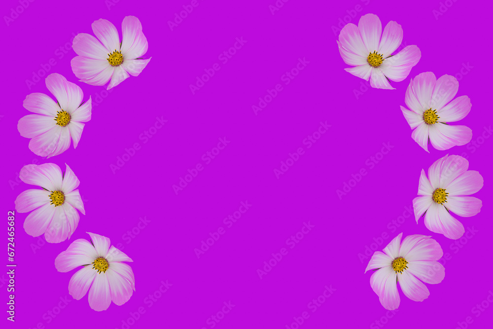 beautiful cosmos flowers isolated on  background