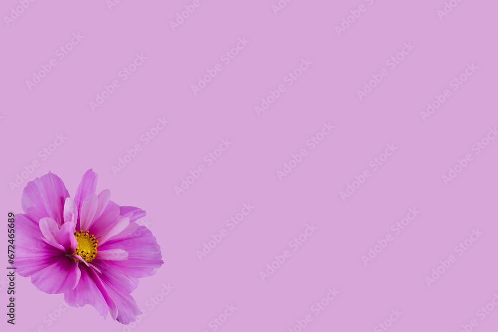 Fototapeta premium beautiful cosmos flowers isolated on background