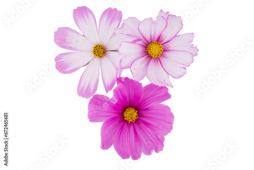 beautiful cosmos flowers isolated on white background