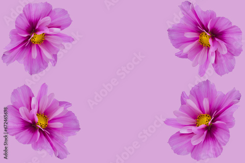 beautiful cosmos flowers isolated on  background © Golden Shark