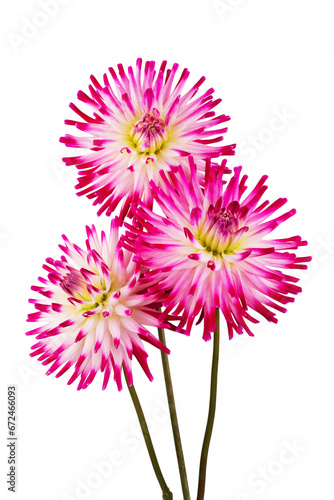 Fototapeta Naklejka Na Ścianę i Meble -  beautiful dahlia flowers isolated on a background