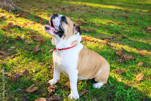 Cute English Bulldog in autumn park. Outdoor portrait of a dog.