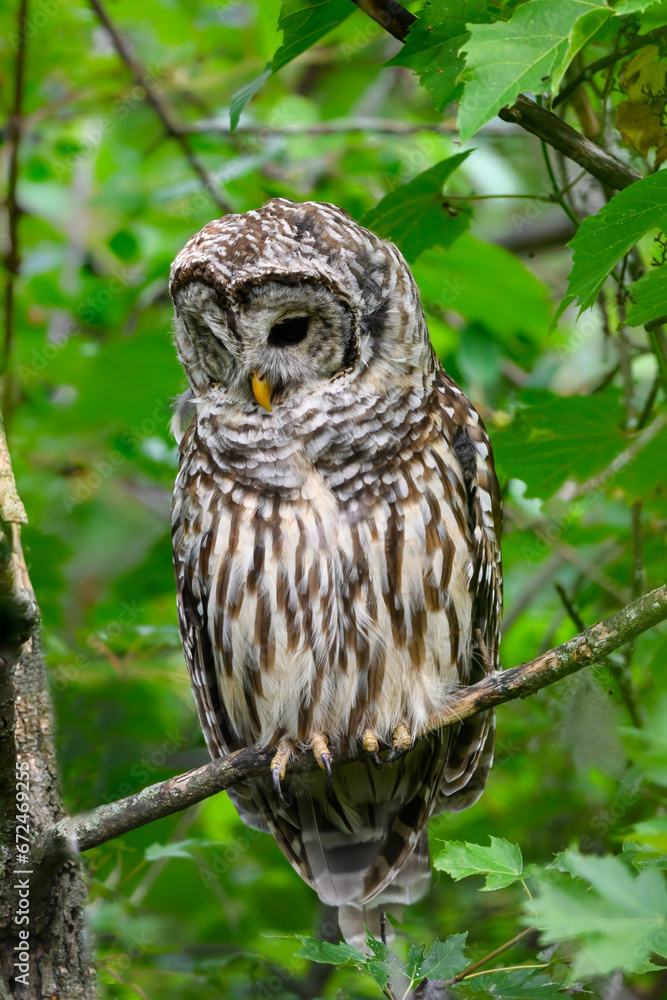 Obraz premium Barred Owl with open eyes sitting on tree branch in summer, portrait
