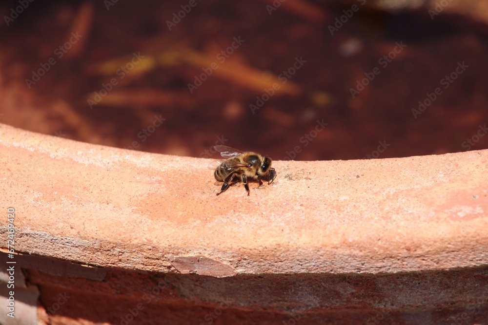 Western Honey Bee (Apis mellifera) collecting water from edge of bird bath, South Australia Western Honey Bee (Apis mellifera) collecting water from edge of bird bath, South Australia