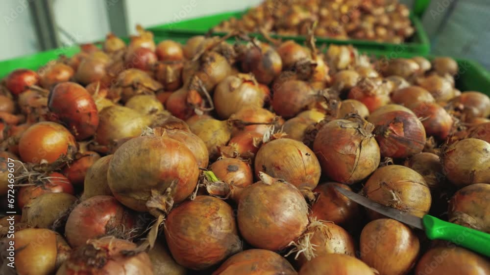 Fresh dirty onions lying in giant green plastic containers. Agriculture and food industry process. Harvested onions. High quality 4k footage Fresh dirty onions lying in giant green plastic containers. Agriculture and food industry process. Harvested onions. High quality 4k footage