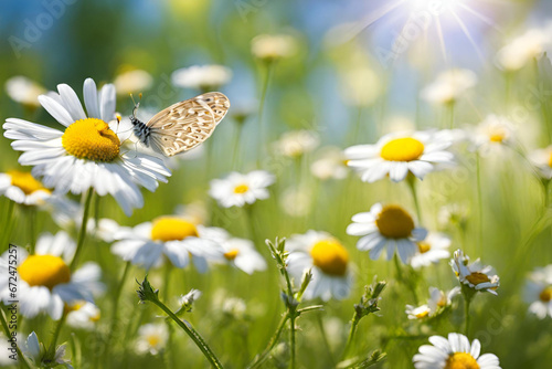 butterfly on a camomile Macro of a butterfly hovering over a field of blue cornflowers and white daisies in the summertime © muzamil