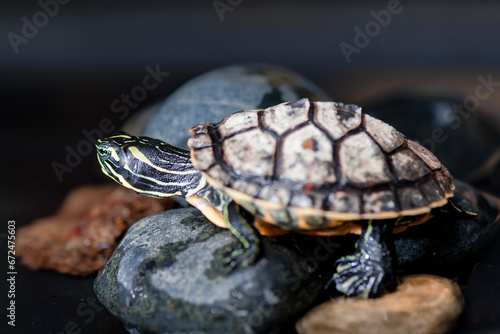 
Close up of turtle in water