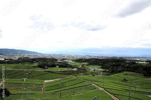 八女市の八女中央大茶園風景 photo