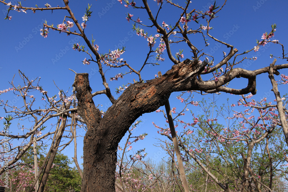 Peach trees blossom in spring Peach trees blossom in spring