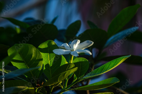 Fleur blanche endémique de Tahiti 