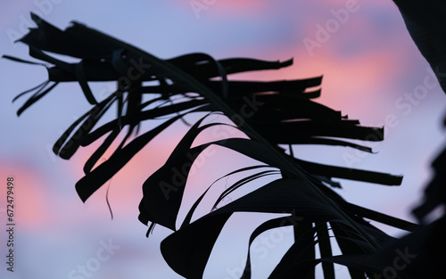 Feuille de Bananier sous un ciel bleu rose du coucher de soleil