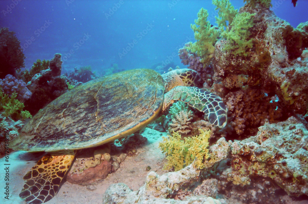 Hawksbill Sea Turtle on the sandy bottom, Red Sea, Egypt. Hawksbill Sea Turtle on the sandy bottom, Red Sea, Egypt.