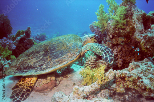 Hawksbill Sea Turtle on the sandy bottom, Red Sea, Egypt.