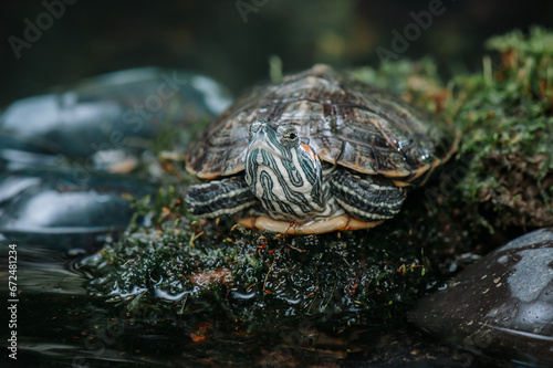 Close up of turtle in tropical forest