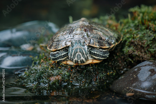 Close up of turtle in tropical forest