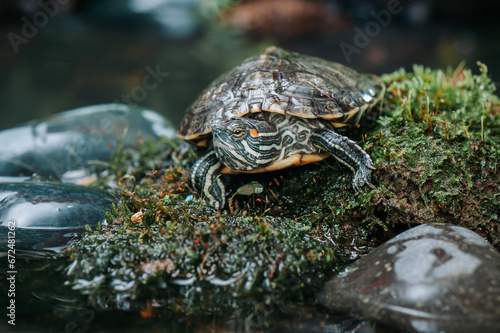 Close up of turtle in tropical forest