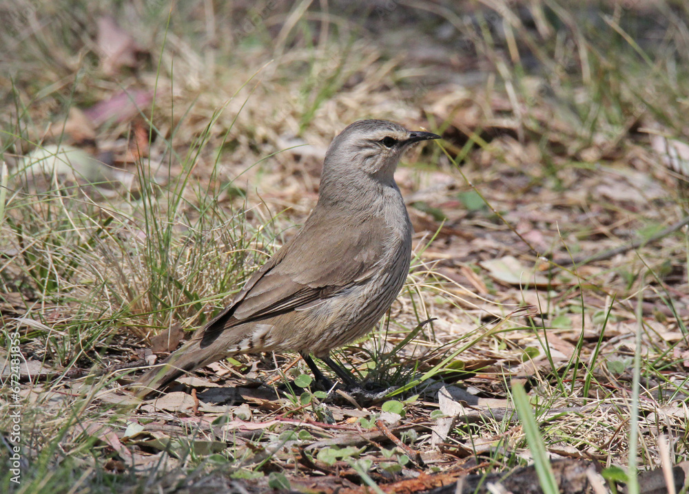 Brown treecreeper bird standing on grass Brown treecreeper bird standing on grass