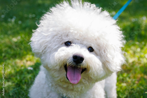 Cuadro en lienzo Bichon Frise dog in the park on sunny day.