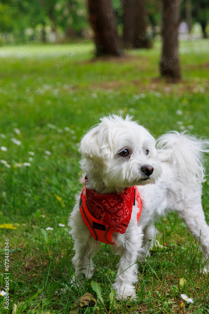 White Maltese dog playful and posing into city park