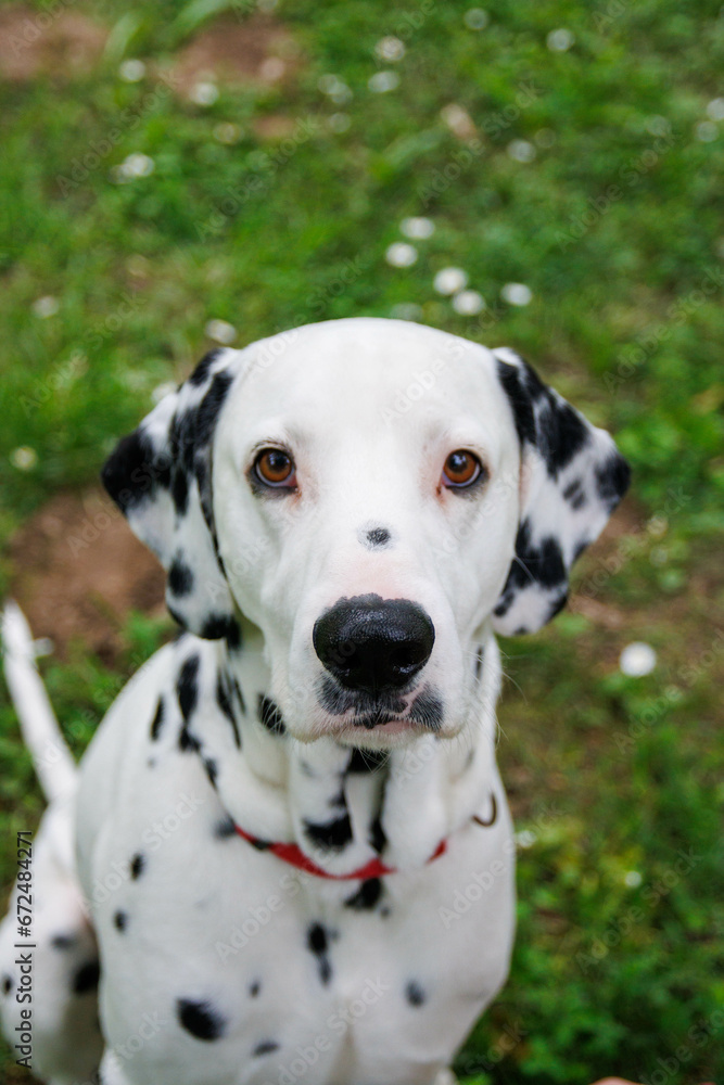 Very beautiful Dalmatian dog photography into the park