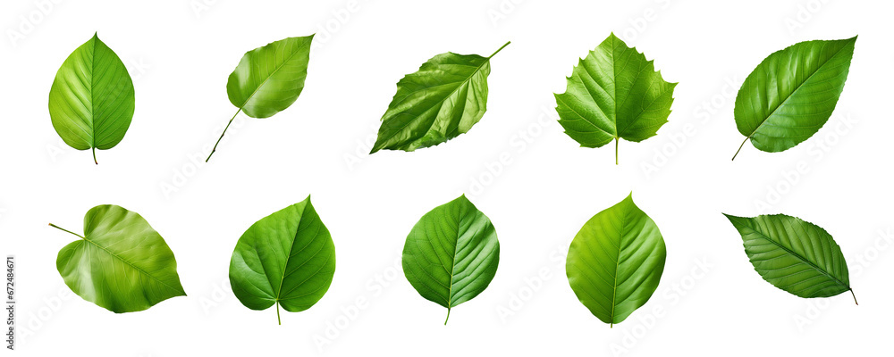 Collection of green leaves isolated on a transparent background Collection of green leaves isolated on a transparent background