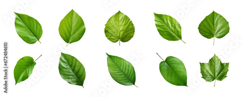 Collection of green leaves isolated on a transparent background © degungpranasiwi