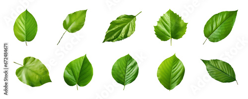 Collection of green leaves isolated on a transparent background