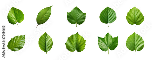 Collection of green leaves isolated on a transparent background © degungpranasiwi