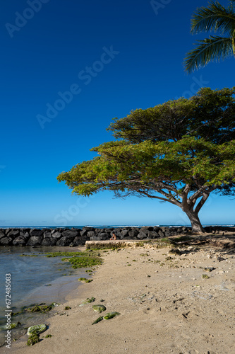 Hawaiian Monkey Pod Tree on the Beach in Waikiki, Oahu, Hawaii.