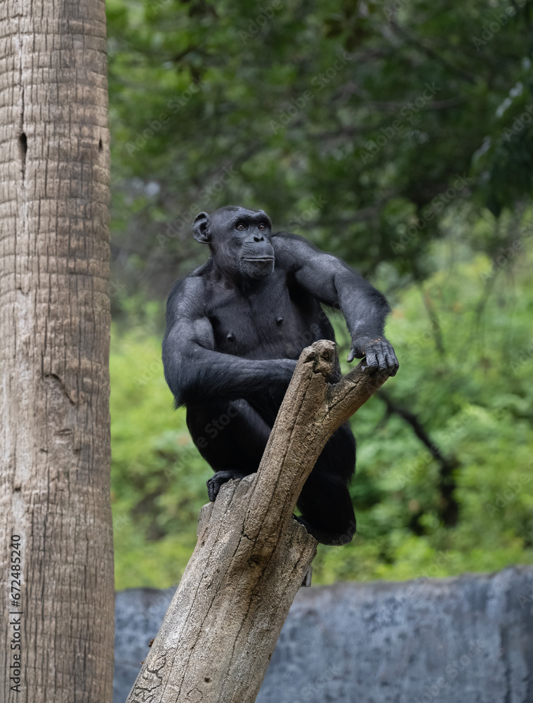 Irate Chimpanzee seated on a tree branch