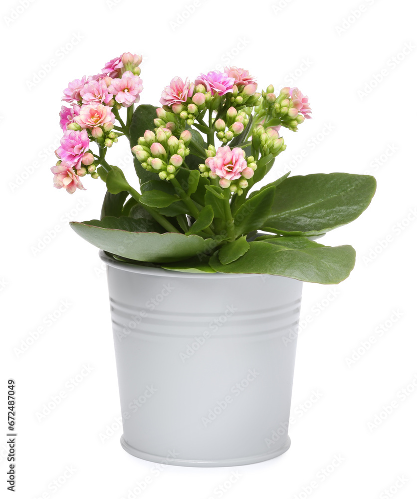 Kalanchoe flower in stylish pot isolated on white