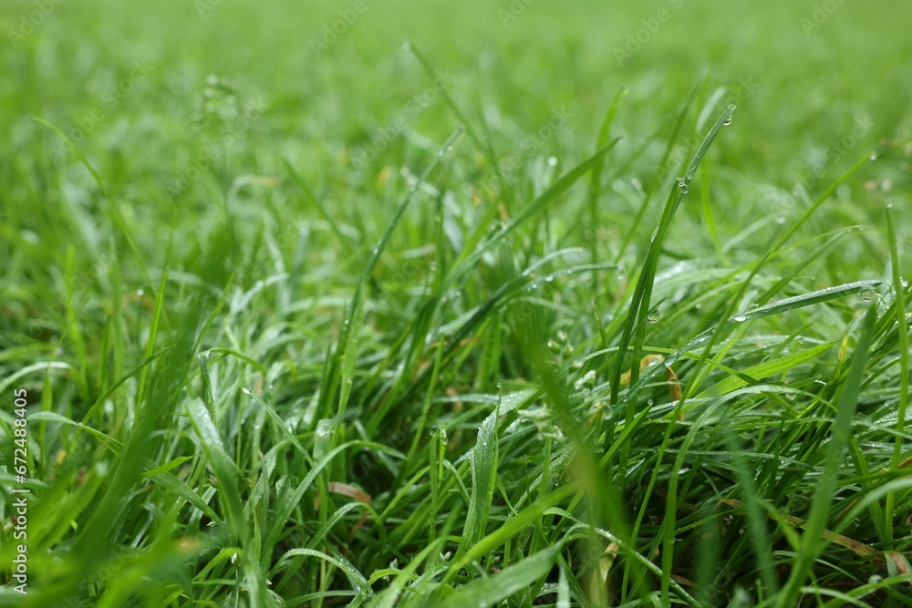 Fresh green grass with water drops growing outdoors in summer, closeup Fresh green grass with water drops growing outdoors in summer, closeup