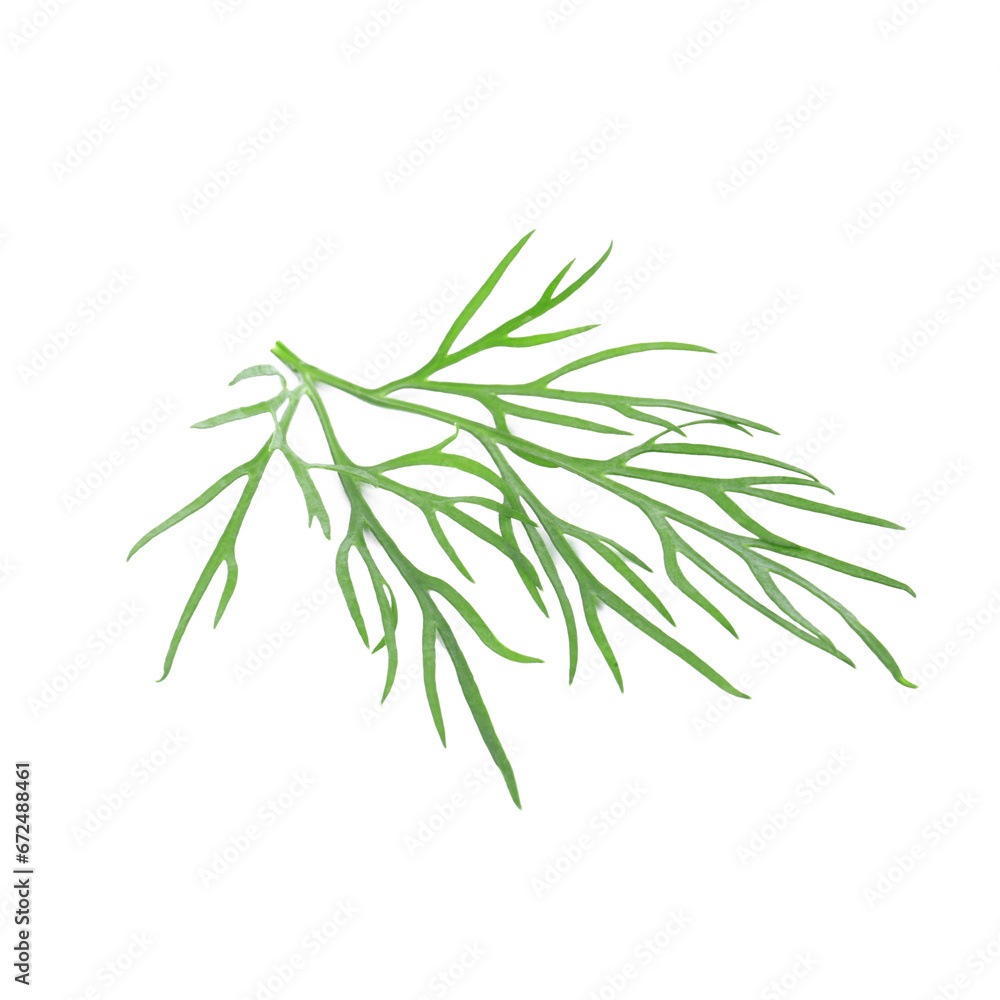 Sprig of fresh dill isolated on white Sprig of fresh dill isolated on white