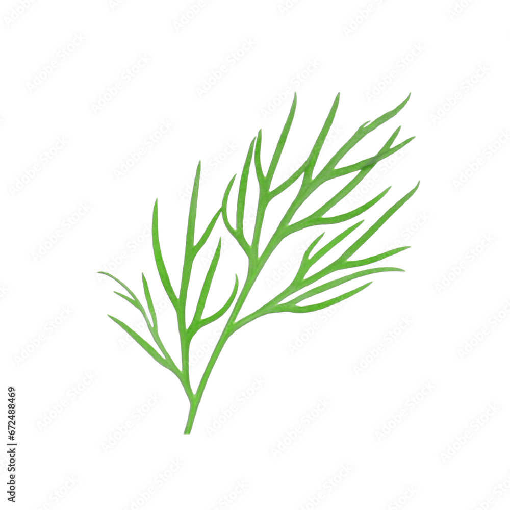 Fototapeta premium Sprig of fresh dill isolated on white