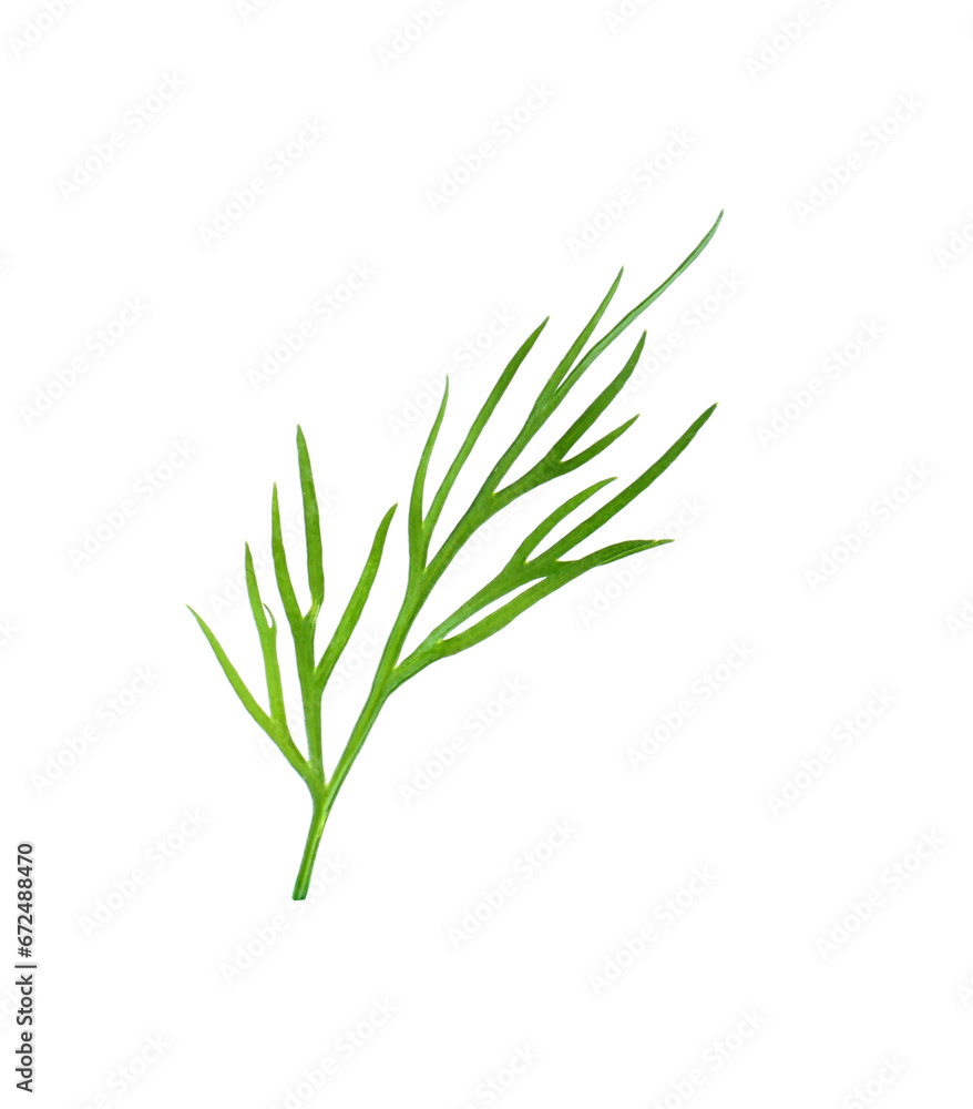 Sprig of fresh dill isolated on white Sprig of fresh dill isolated on white