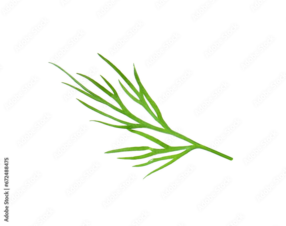 Fototapeta premium Sprig of fresh dill isolated on white